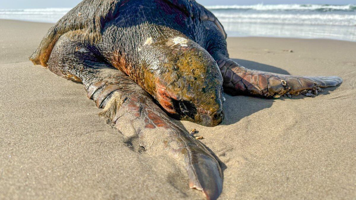 Dead sea turtle washes ashore at Manzanita carrying ‘whole ecosystem’