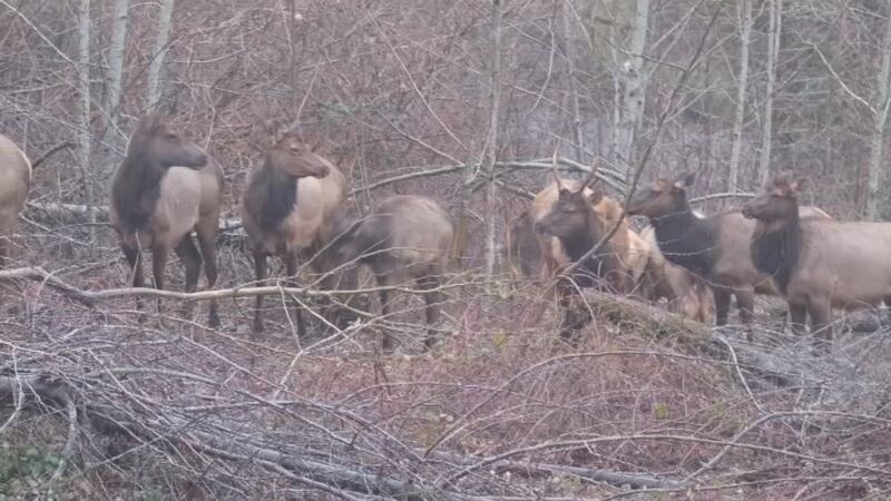 Freight train kills entire herd of elk in Washougal.