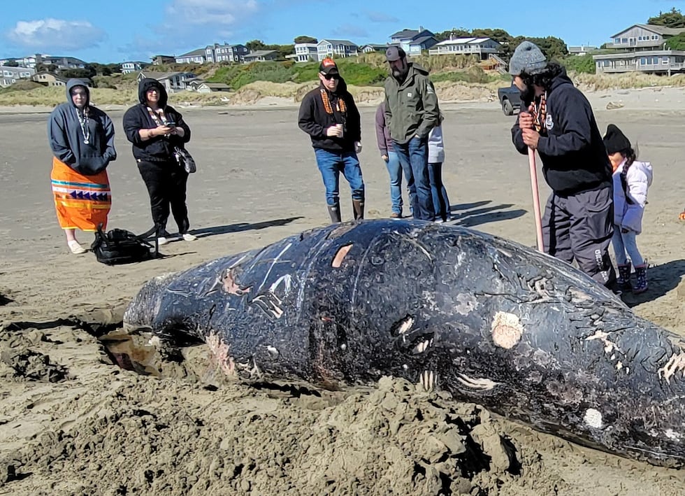 People stand on a beach surrounding a dead whale carcass in Bandon, Oregon.