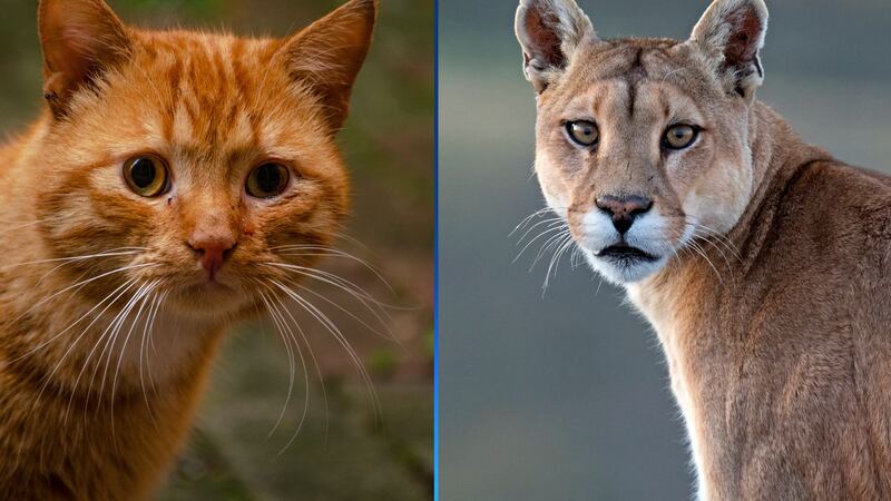 An orange house cat and a cougar.