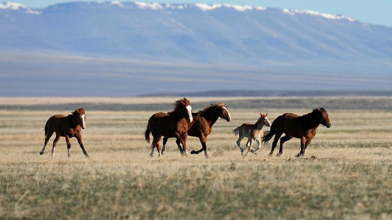 Photo of wild horse roundup