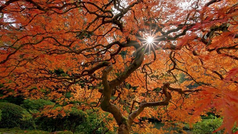 Portland Japanese Garden
