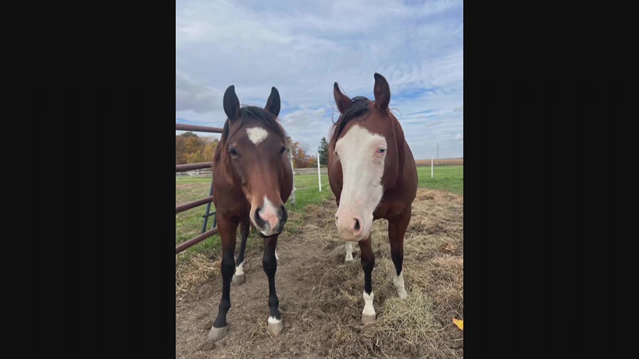 'The absolute worst': Nearly 45 horses die while being trapped in burning barn - Vimarsana News