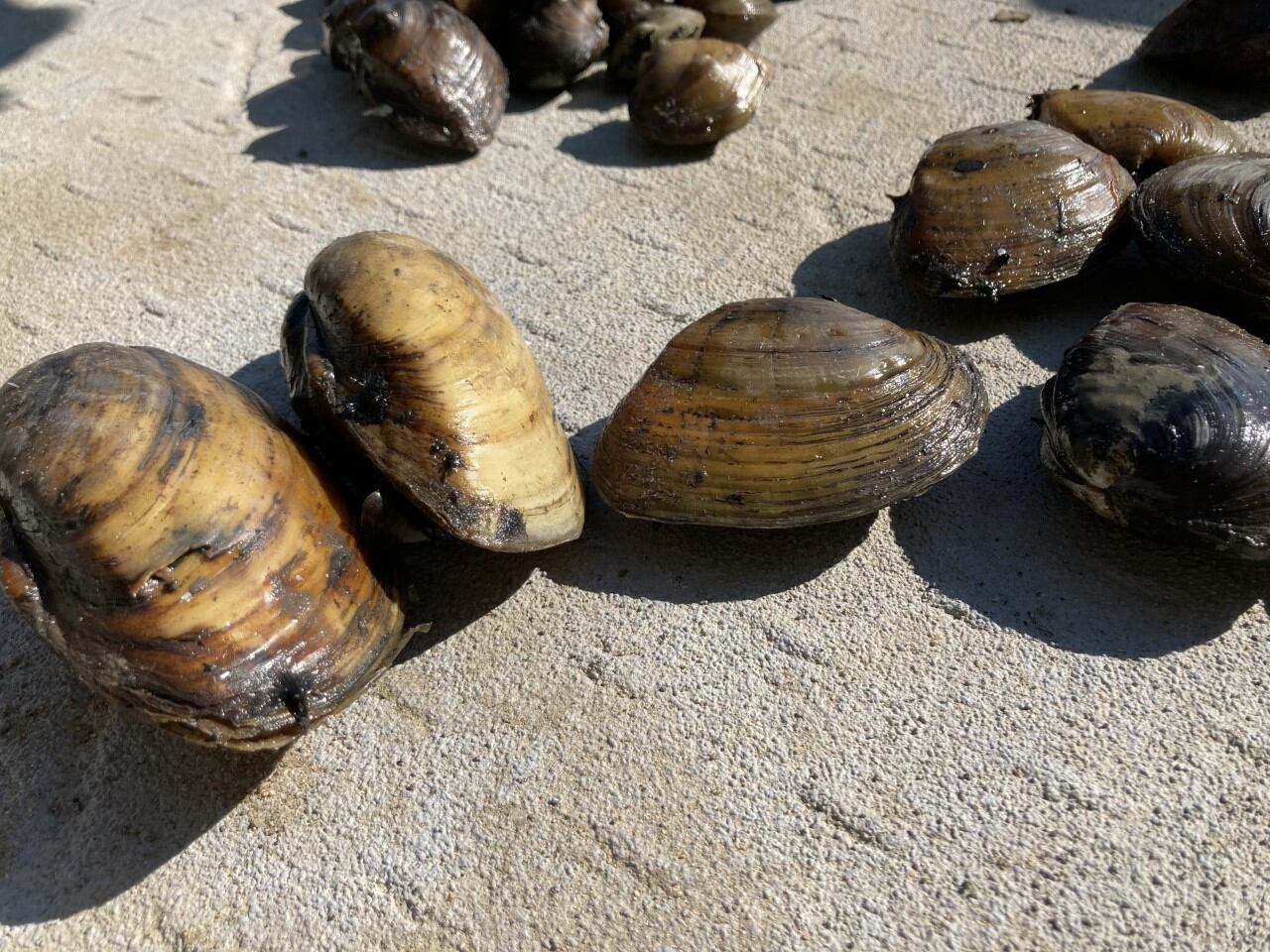 Marine toxins close mussel harvesting along entire Oregon coast - Vimarsana News