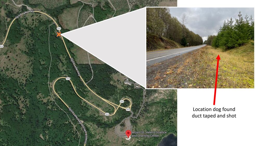 Dog shot in head, muzzle taped shut found in ditch along Cowlitz County highway