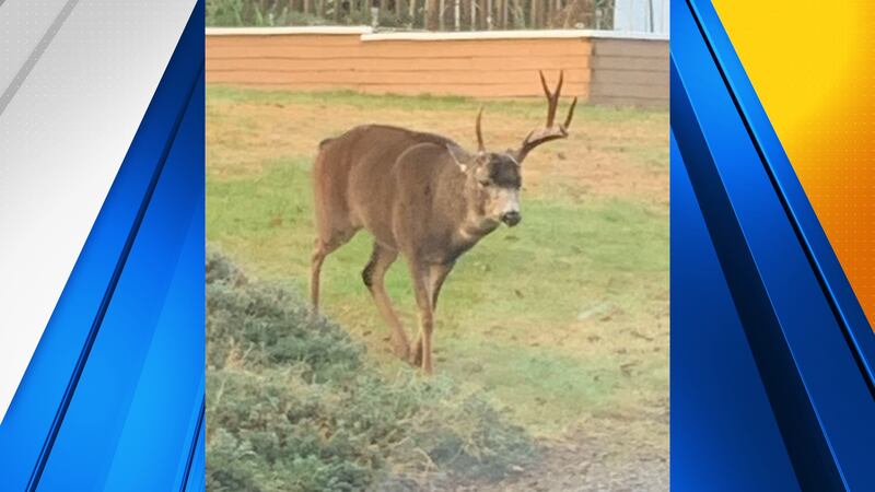 Man arrested after killing deer in Lincoln City.