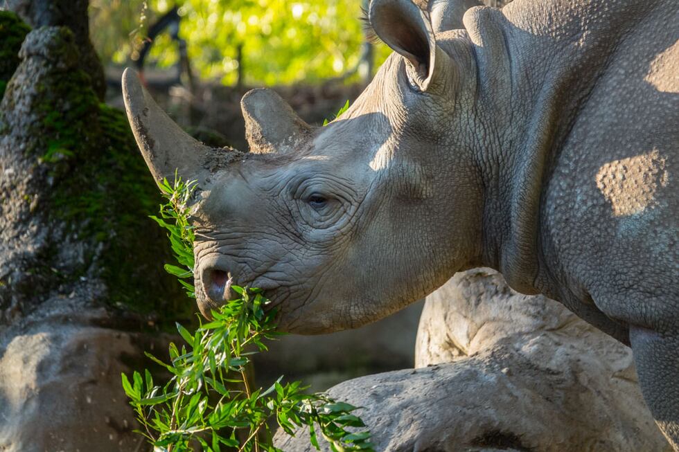 Jozi the black rhino in Rhino Ridge.