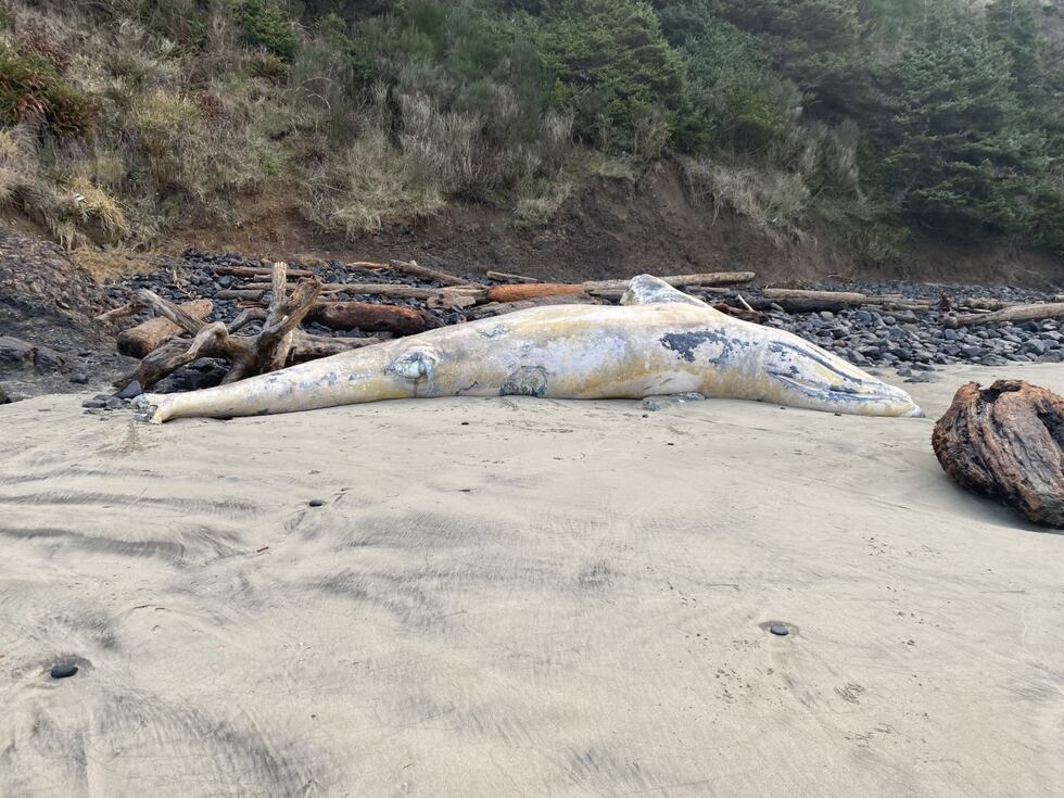 Fourth whale washes ashore on Oregon coast