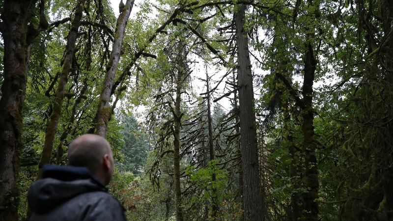 Property manager James Bailey looks at a dead Douglas fir among several dead western red...