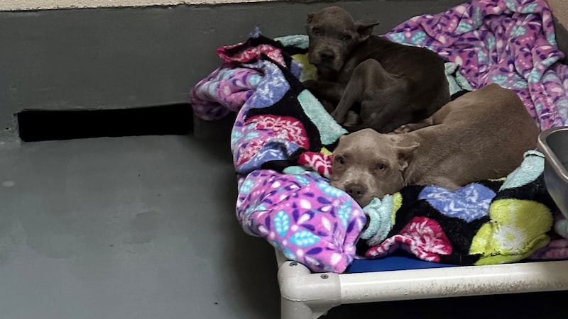 The two male Pitbull-type puppies were found Monday, July 10