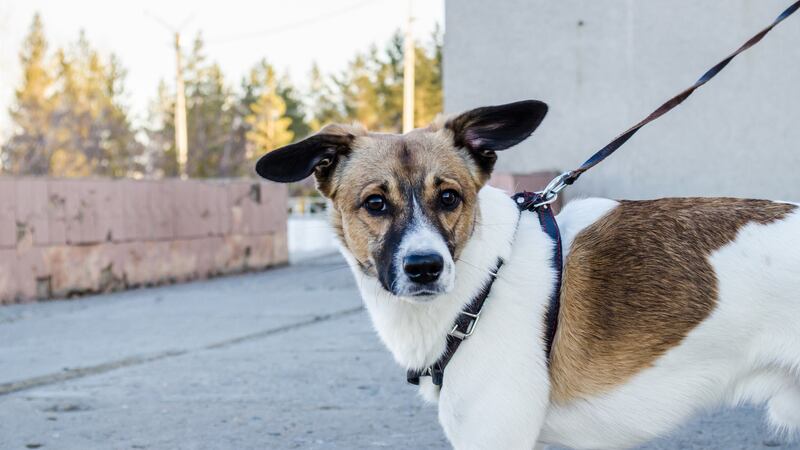 File: Dog on leash