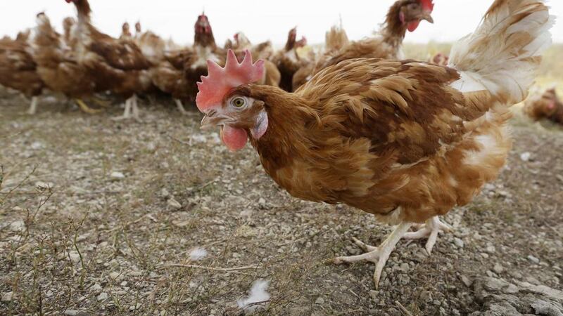 FILE - Chickens walk in a fenced pasture at an organic farm in Iowa on Oct. 21, 2015. Nebraska...