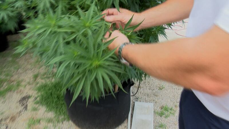Research out of Oregon State University shows hemp compounds can prevent coronavirus from...