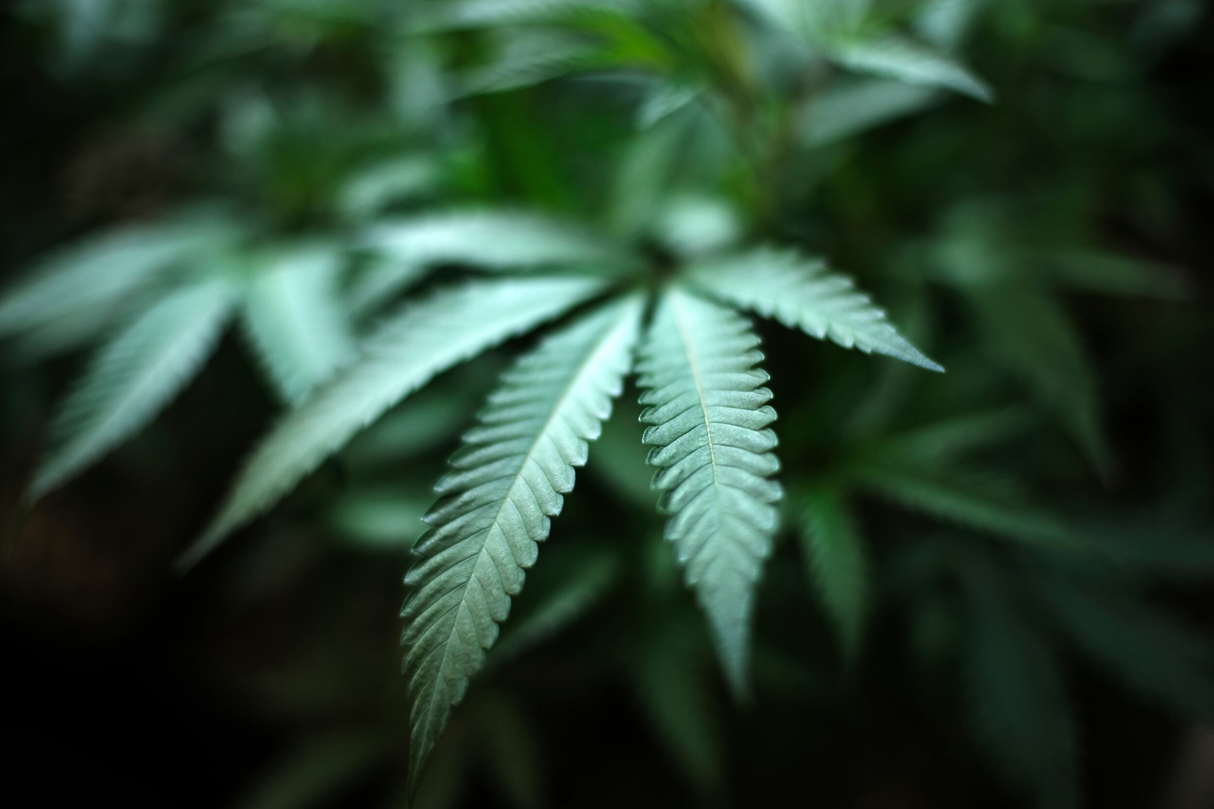Dozens of weed products recalled due to toxic mold linked to lung infections - Vimarsana News