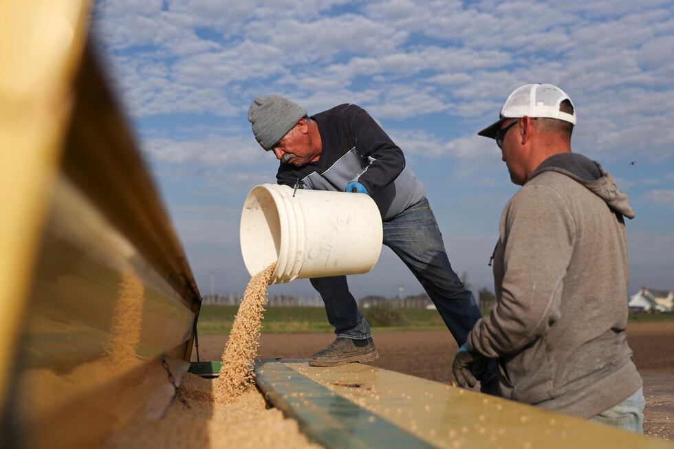 Jose Vasquez, left, and Eloy Luevanos fill up a grain hopper with winter barley seeds before...