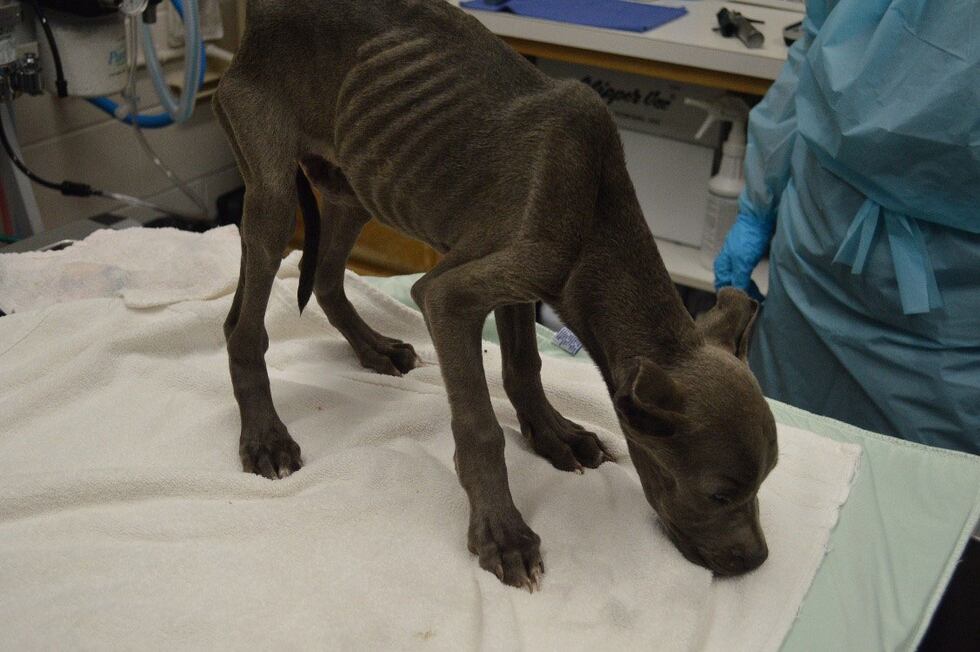 Malnourished puppy