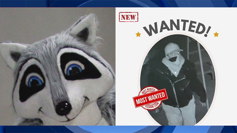 Rocky the Raccoon, and surveillance image of the person accused of stealing the mascot