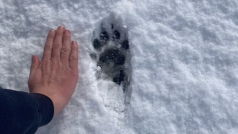 Suspected wolverine tracks were discovered by a FOX 12 viewer in Colton.