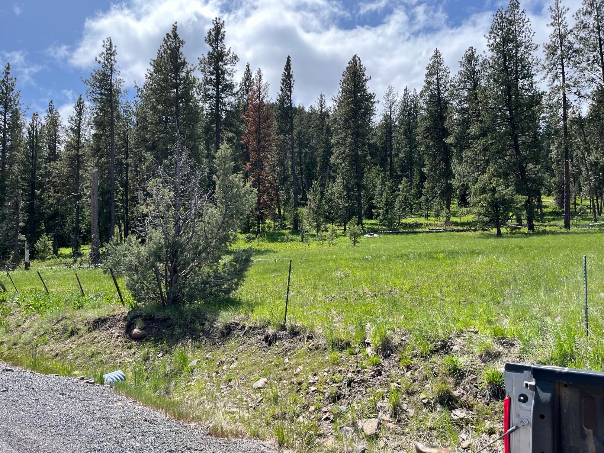 Wolf killed in Grant County; police seek public's help - Vimarsana News