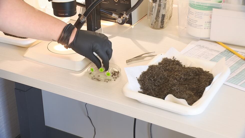 Mosquitoes caught in traps are taken back to a lab, separated, then sent in vials to Oregon...